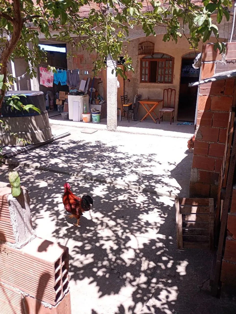 Casal de galo rodia  - Foto 5