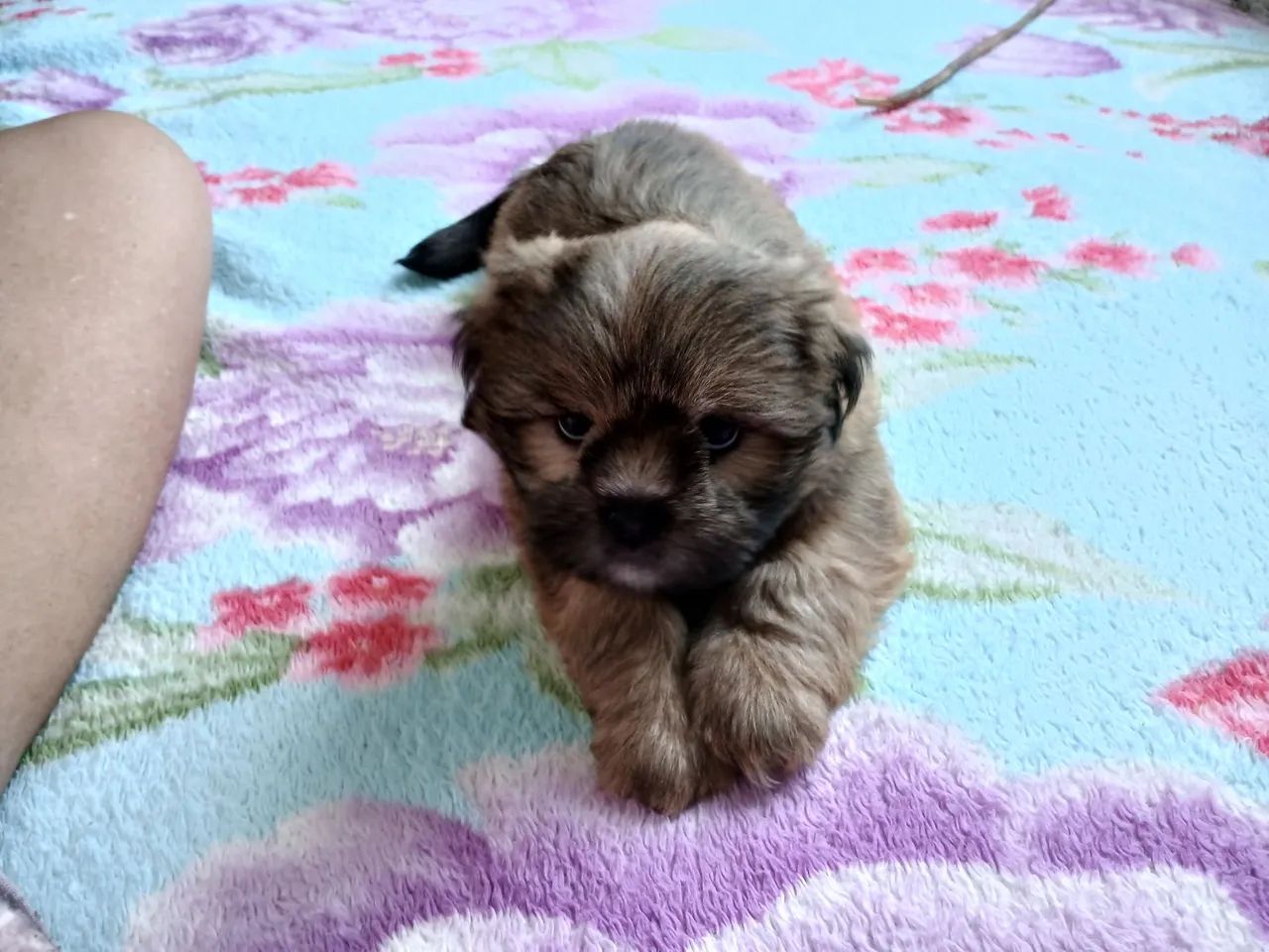 Lhasa apso macho - Foto 2