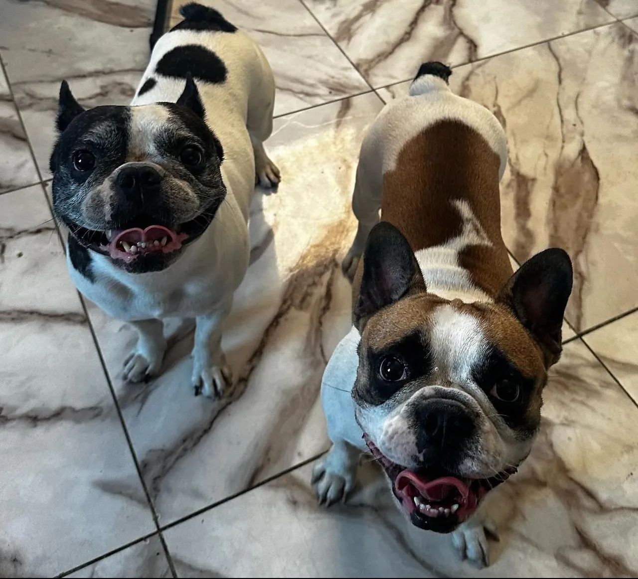 Filhote Bulldog Francês  - Foto 4