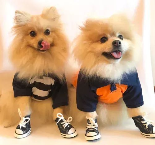 Tênis Cano Alto para Cão Azul - Tamanho 3