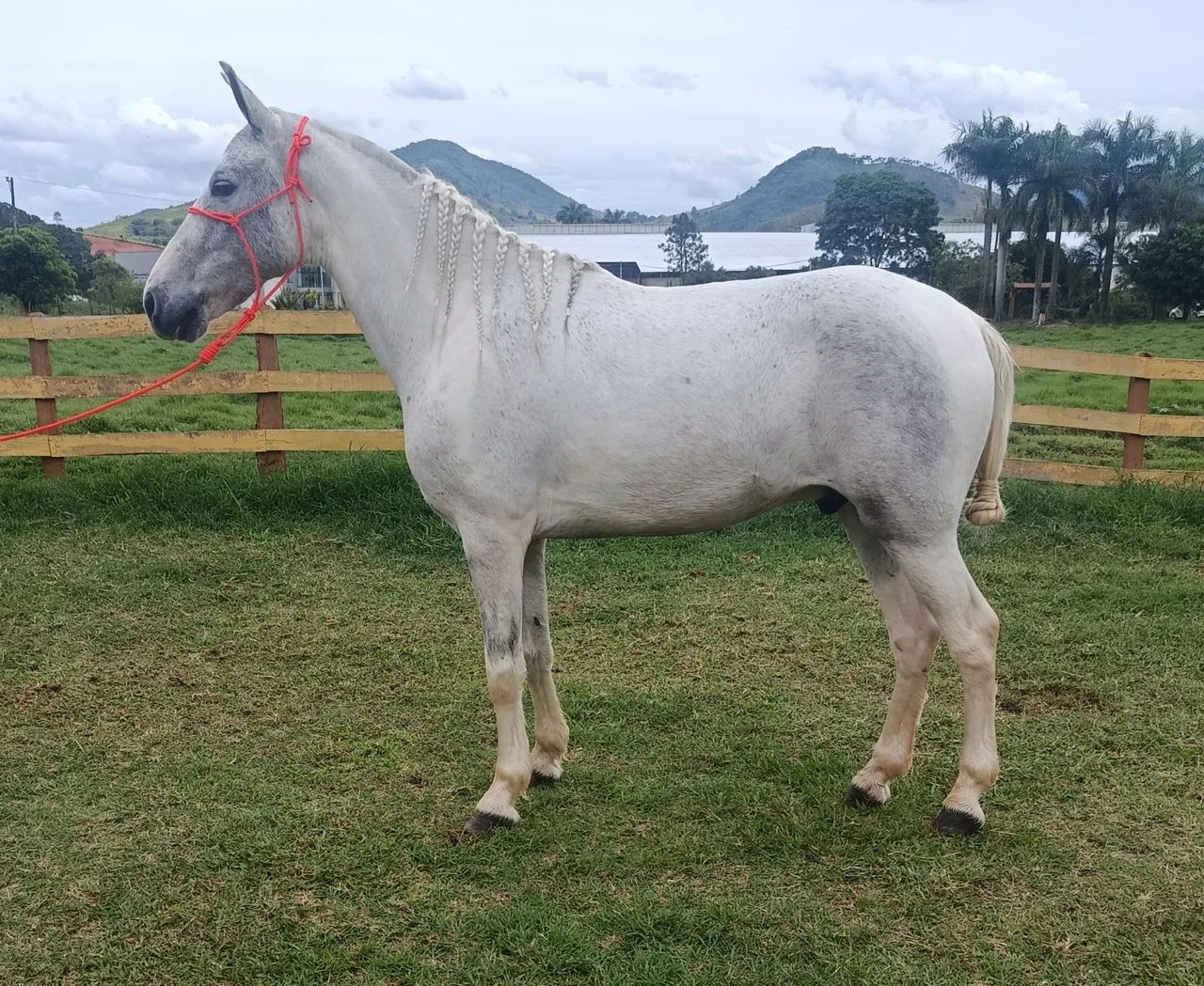 Cavalo marcha picada!!