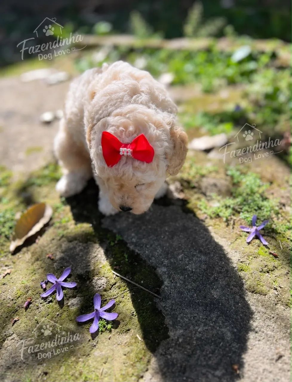 POODLES