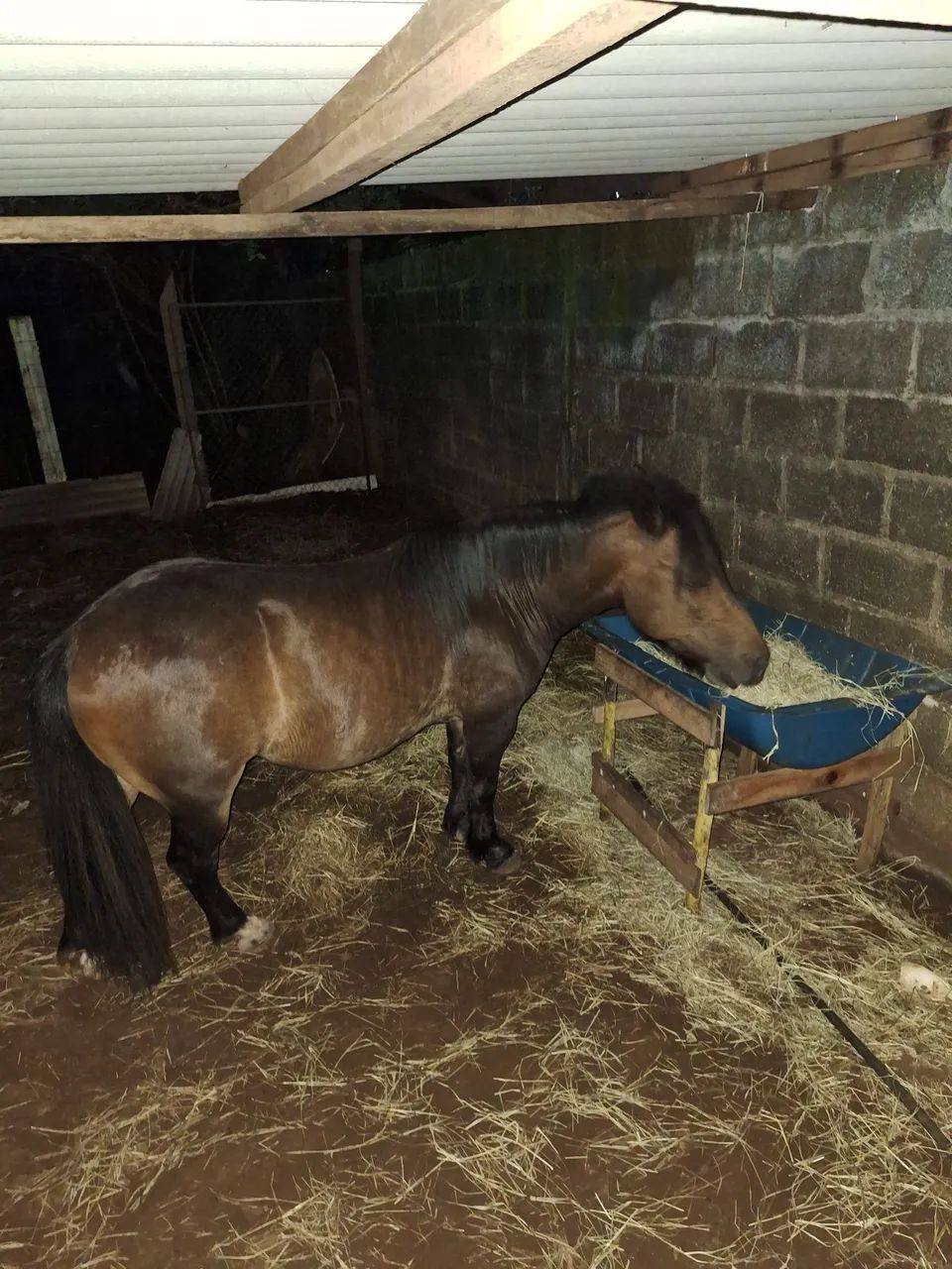 Pônei + troller  - Foto 2