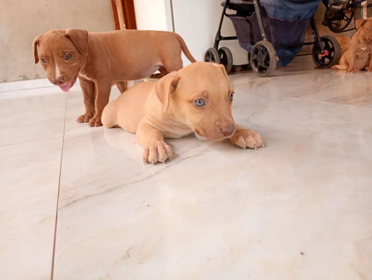 vende-se Pit Bull  - Foto 2