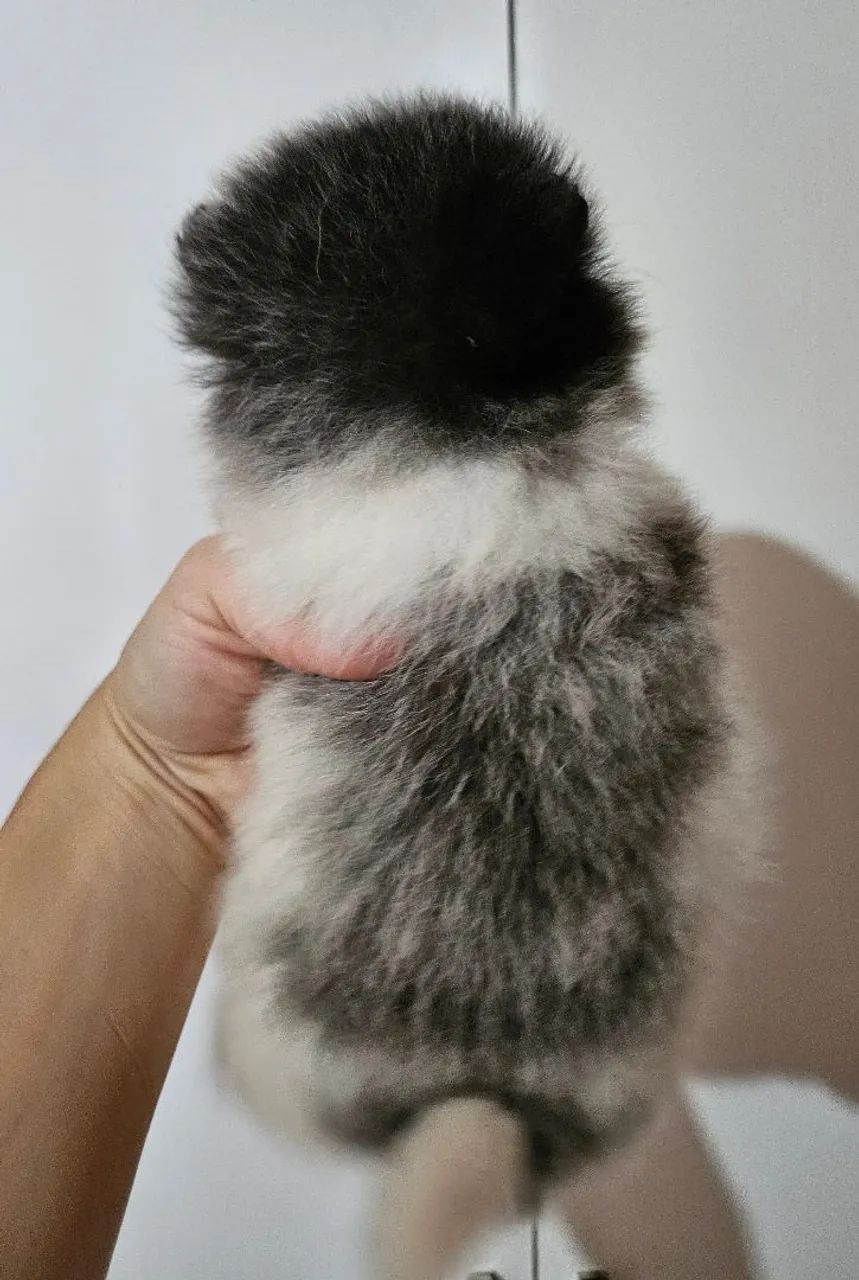Spitz Alemão macho - Foto 4