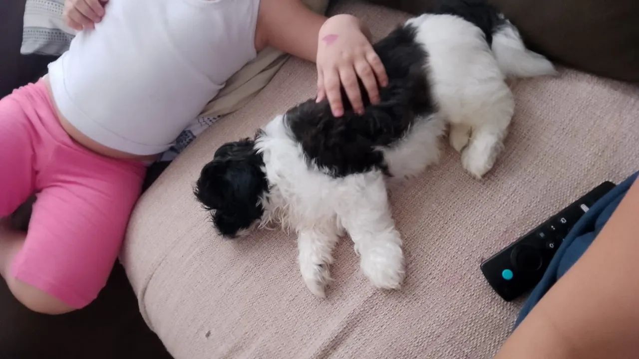 Shitzu doação 