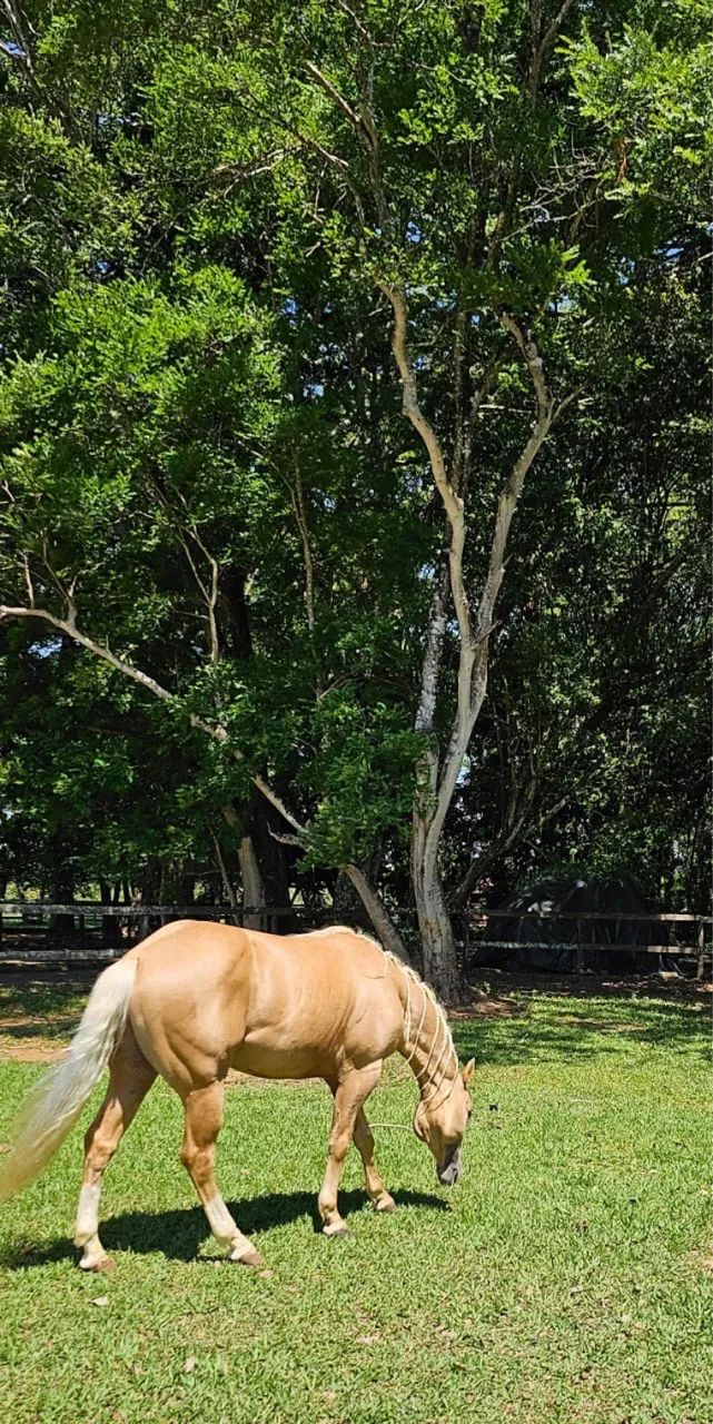 Cavalo - Foto 3