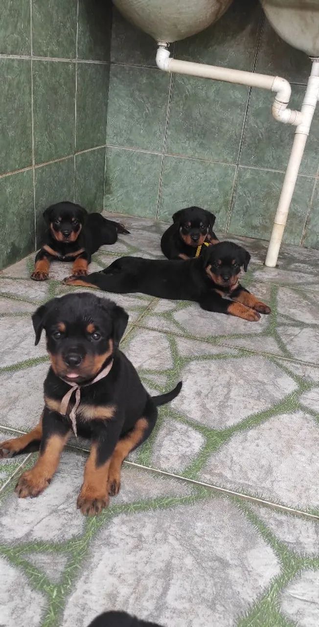 Filhotes de Rottweiler - Foto 2