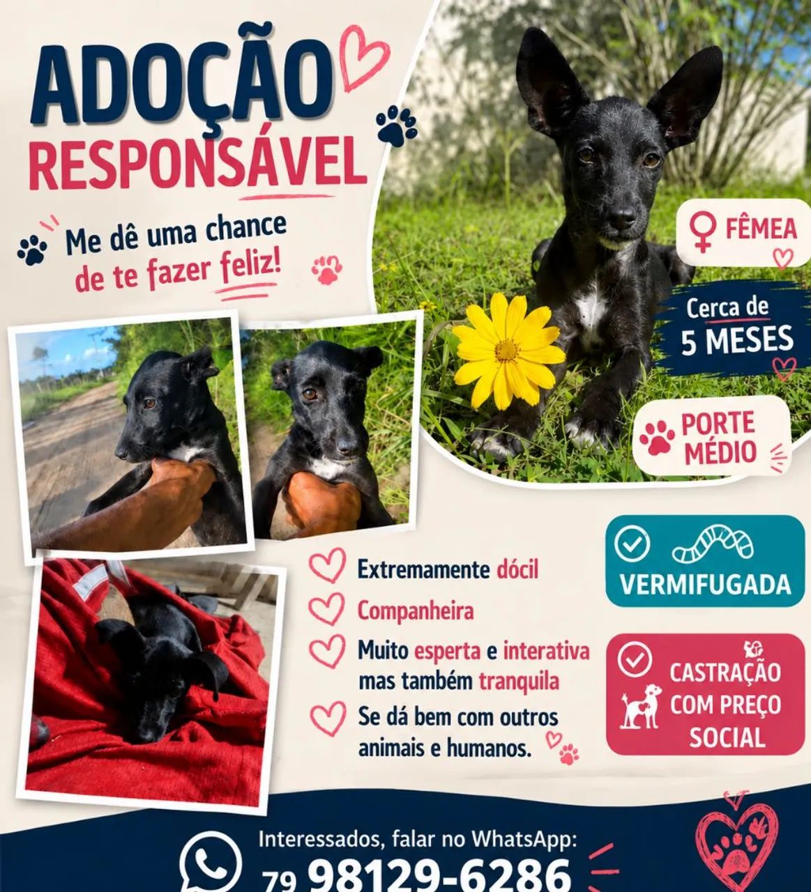 Adoção responsável 