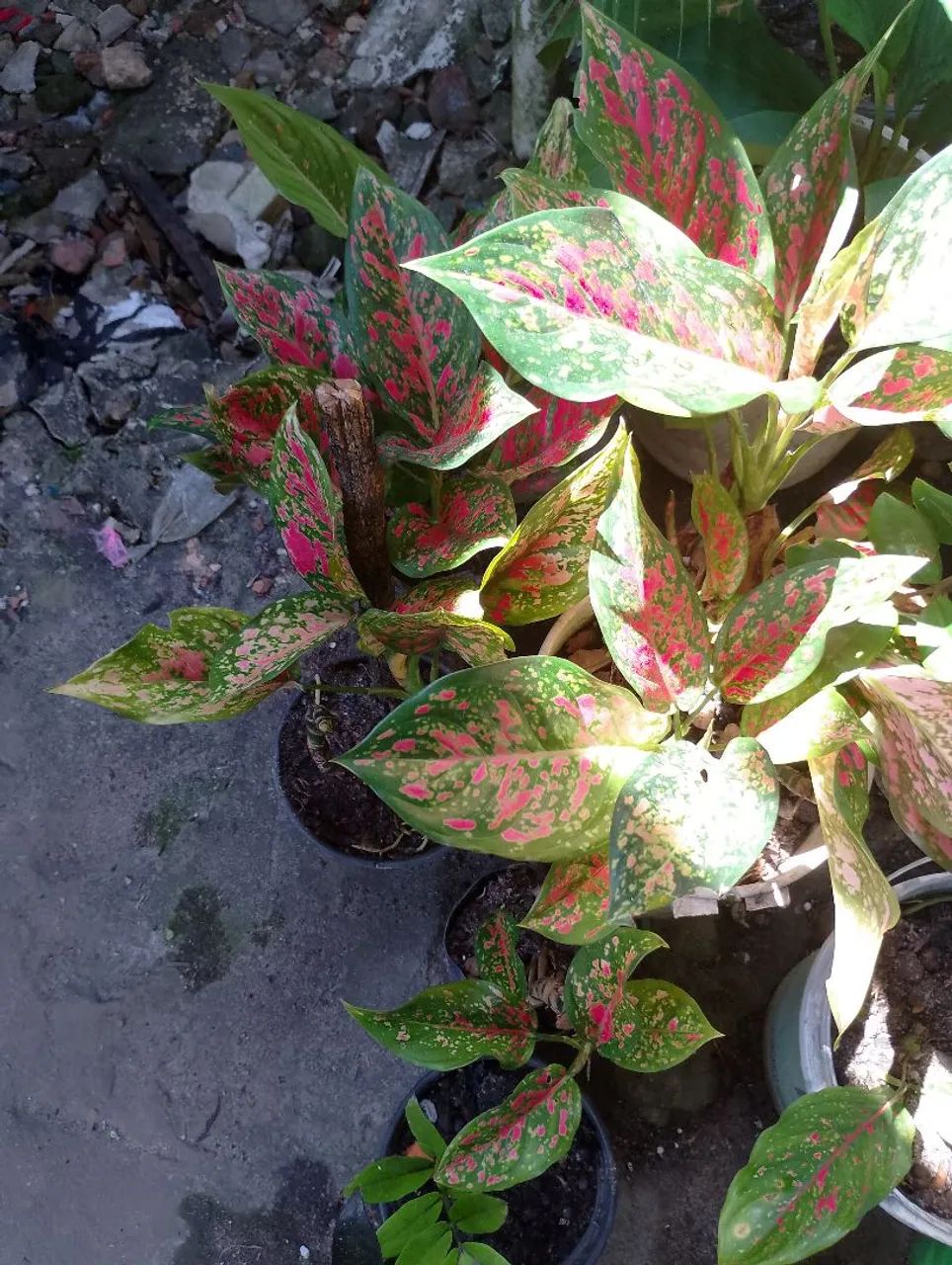 Comigo ninguém pôde d várias cores  - Foto 5