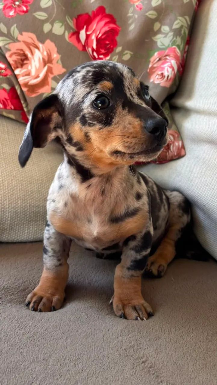 Daschund  - Foto 2