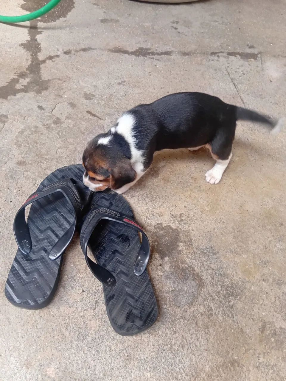 Cachorros beagle 