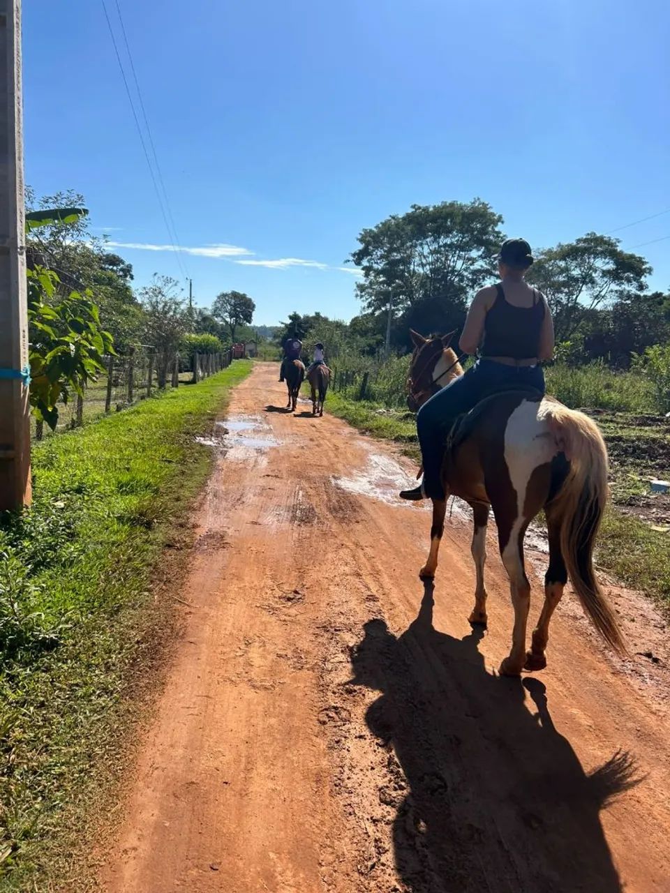 Égua dócil. - Foto 3