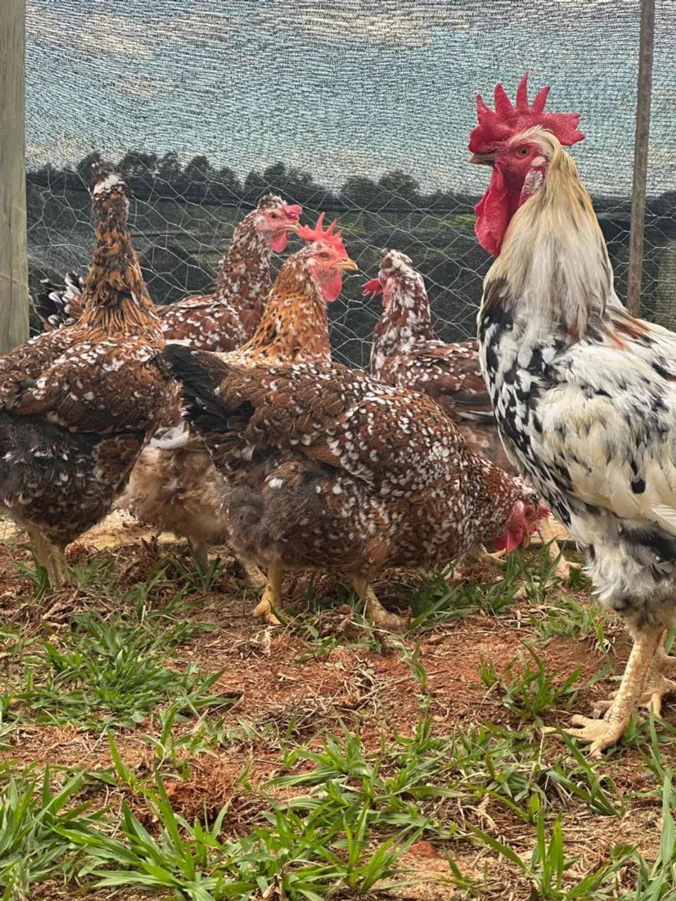 Ovos férteis Galinha Balão  - Foto 3