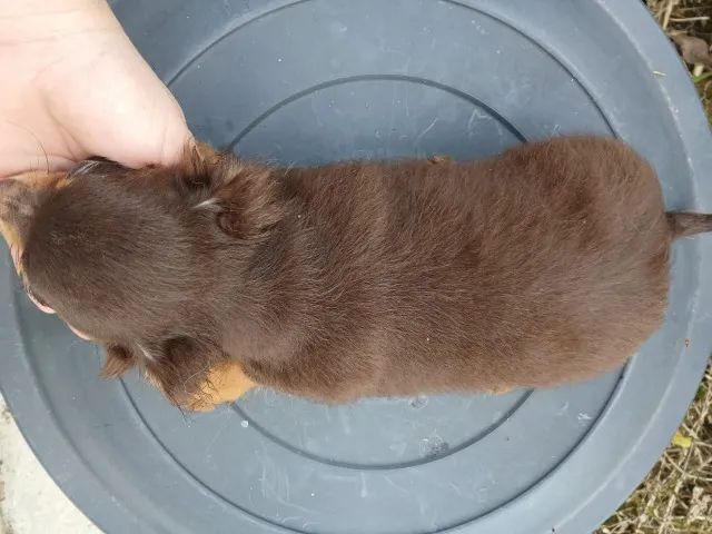 chihuahua pelo longo  - Foto 3