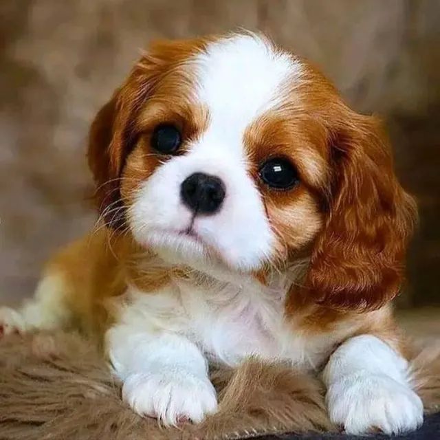 Cavalier King Cavalier  - Foto 2