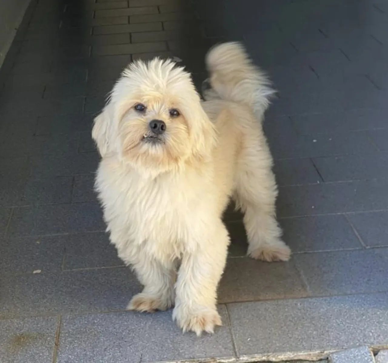 Venda de Lhasa - Foto 4