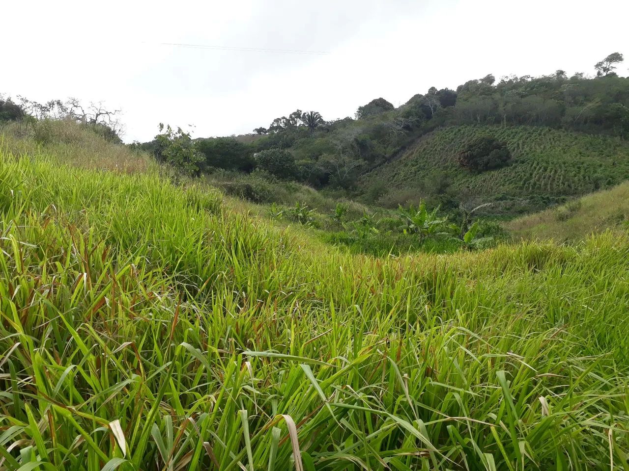 Chácara em Aratuba - Foto 2