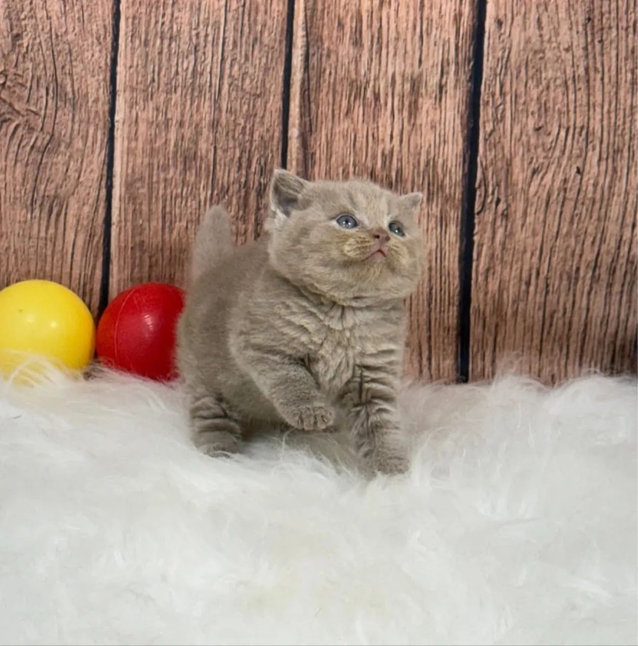 Filhotes lindos de British Shorthair