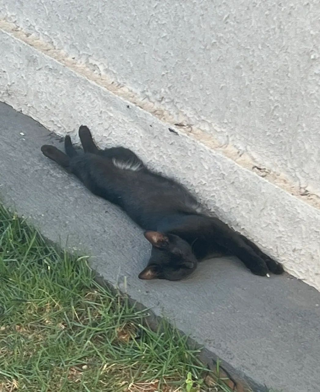 gatinho preto extremamente dócil filhote  - Foto 5