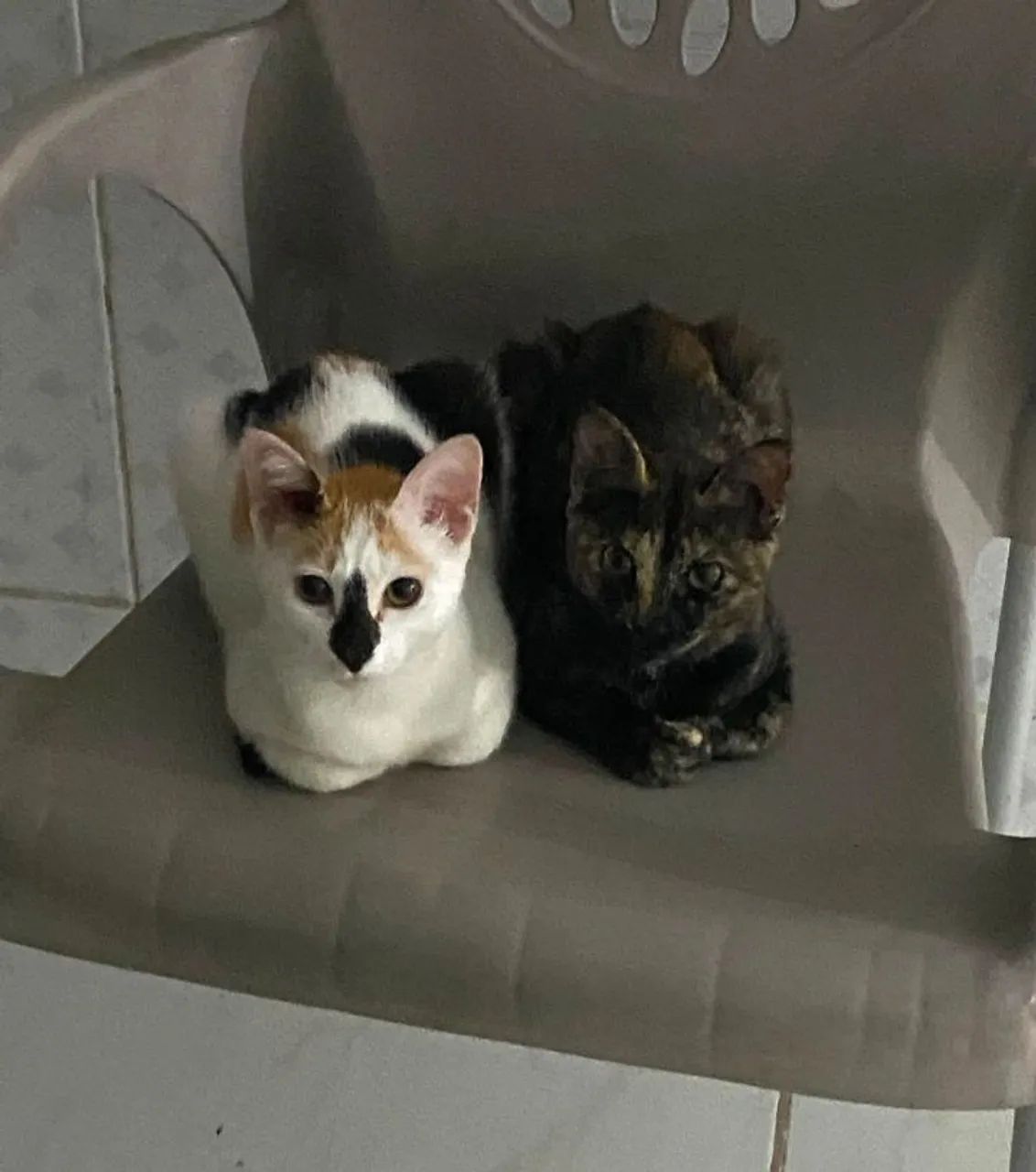 gata para adoção 