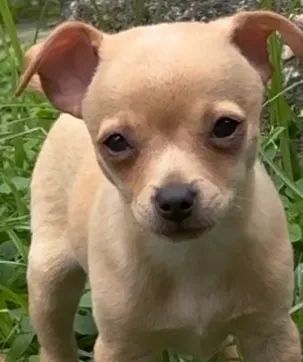 Macho Chihuahua  - Foto 2