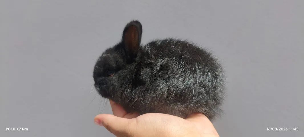 ? COELHINHOS ANÕES À VENDA! ?   - Foto 3