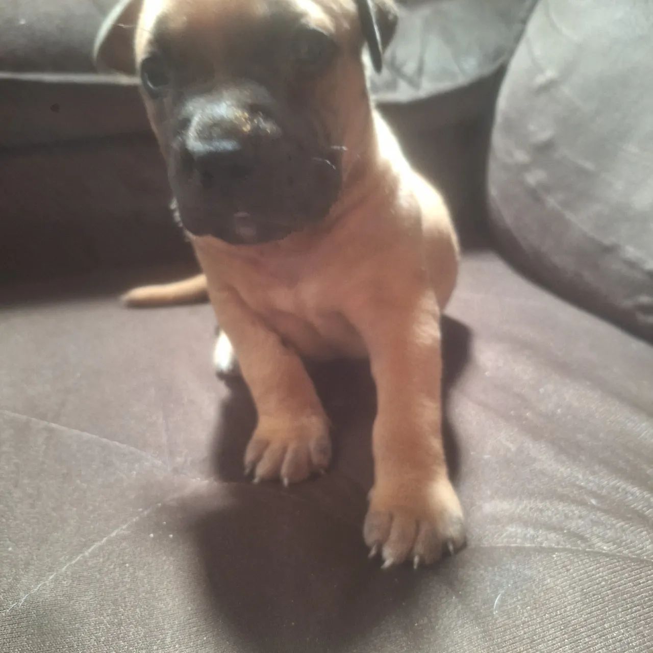 Filhotes pitbull  - Foto 3