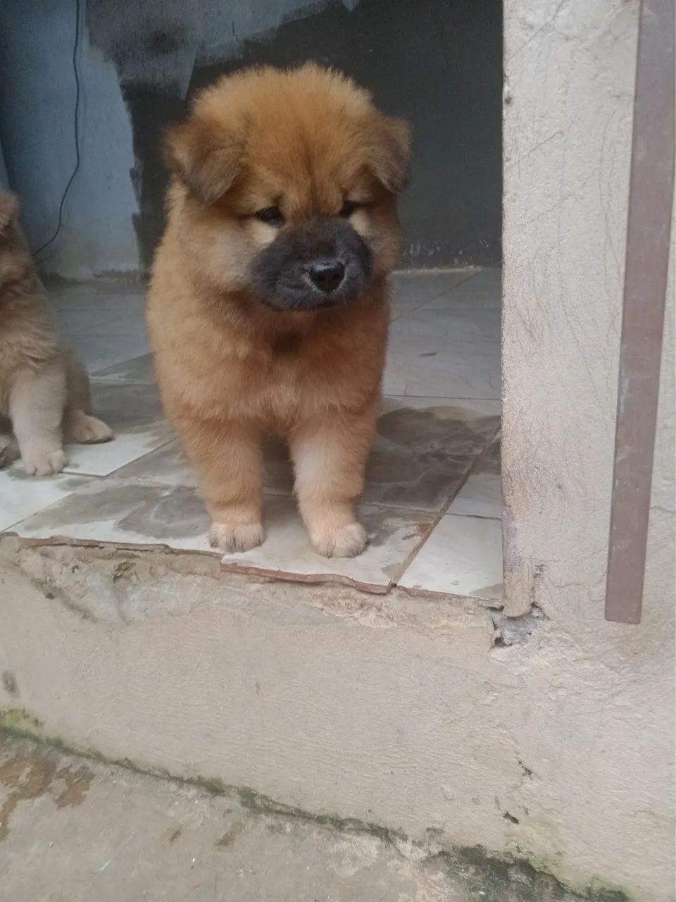 Filhote chow chow macho 