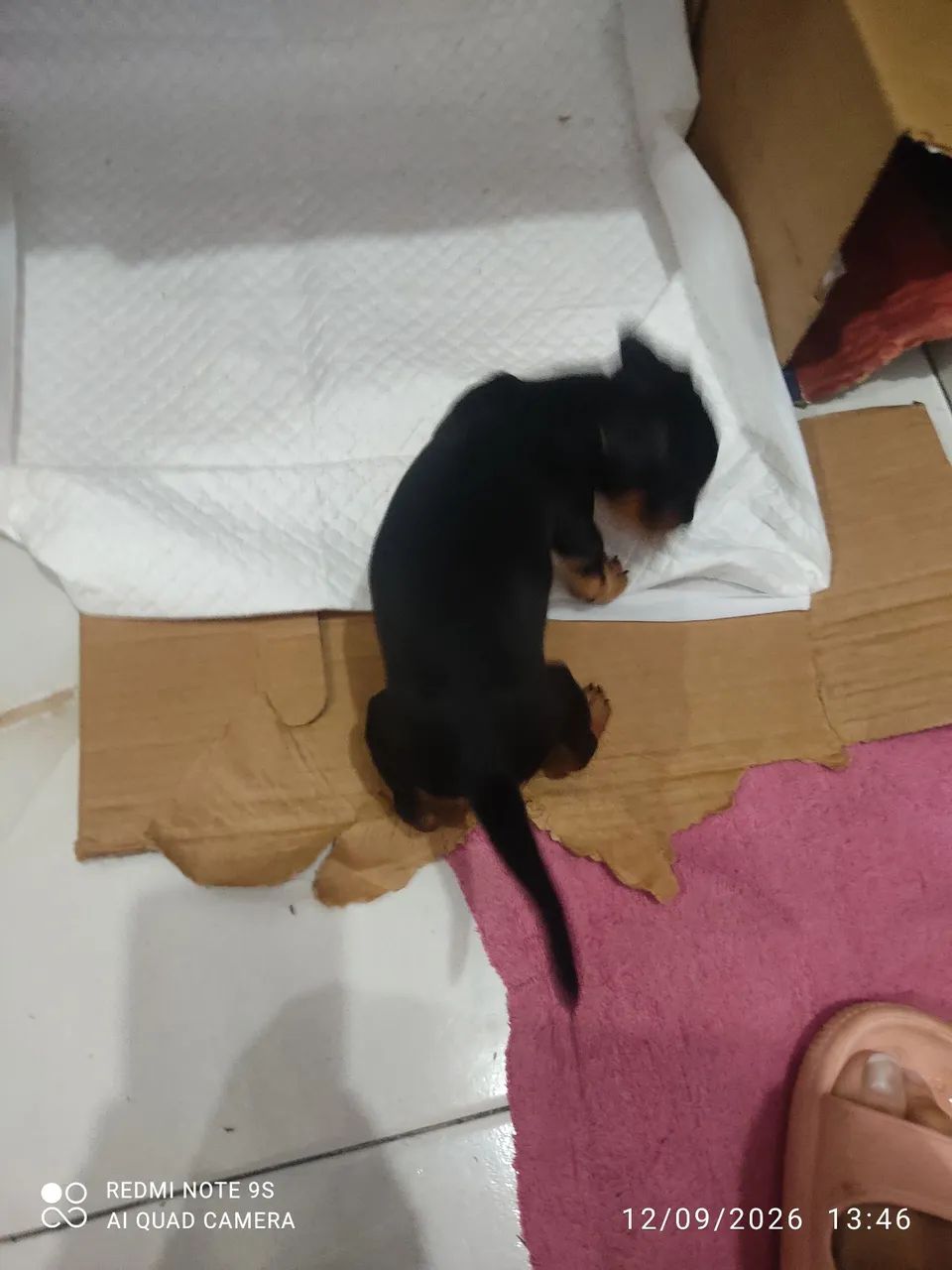 Pincher 0 - Foto 3
