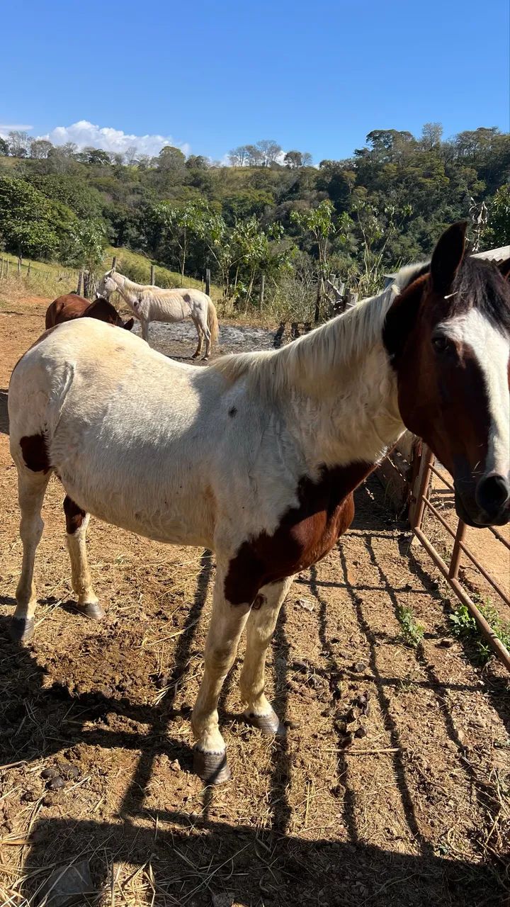 Vendo esse cavalo  - Foto 3