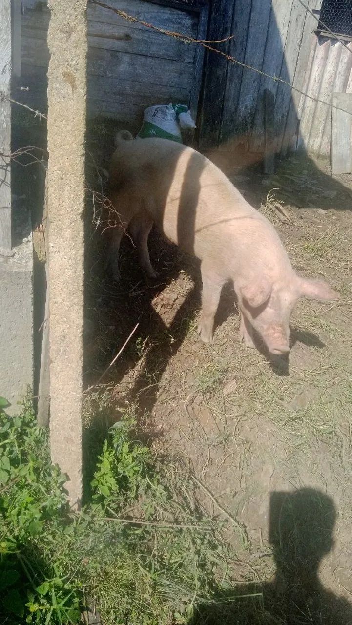 Porcos - Foto 3