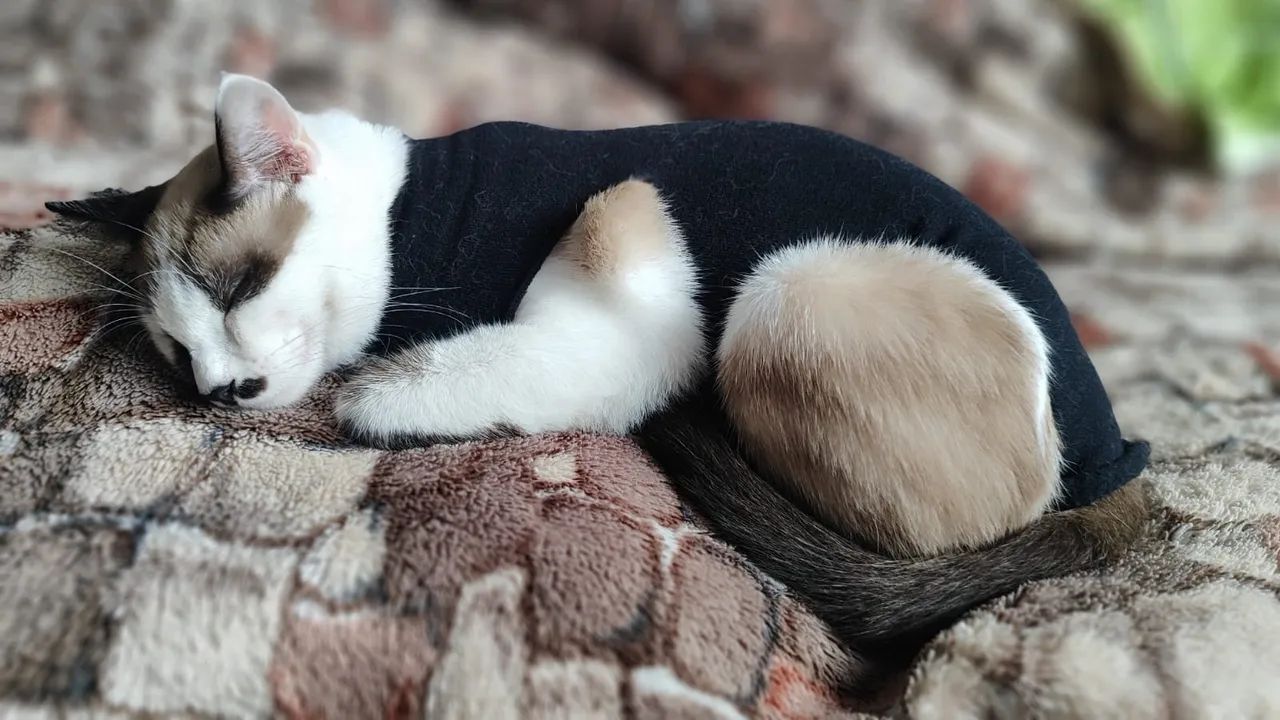 Gatinha - Foto 2