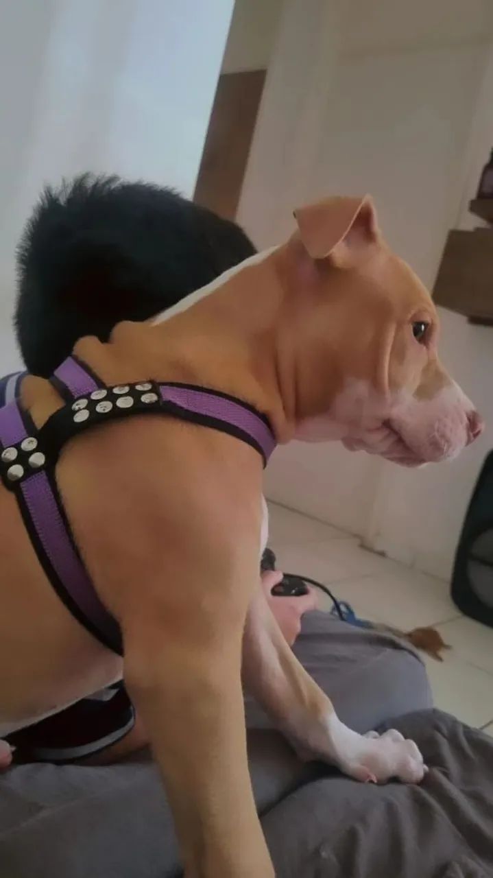Filhote de pitbull  - Foto 4