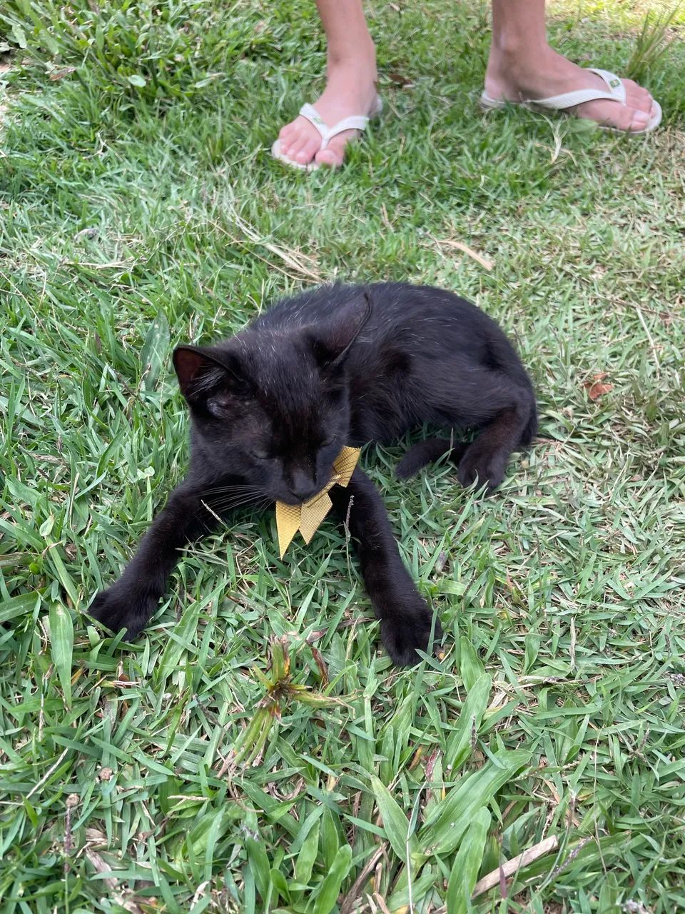 Doação de gatinhos.  - Foto 3