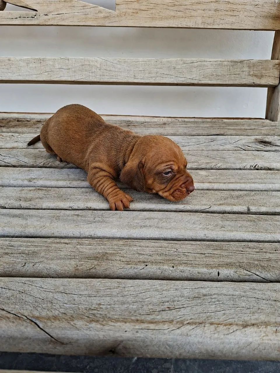 Dachshund filhotes - Foto 3