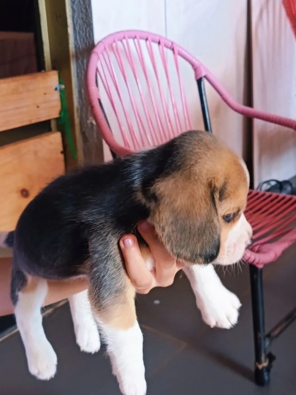 Cachorro  - Foto 5