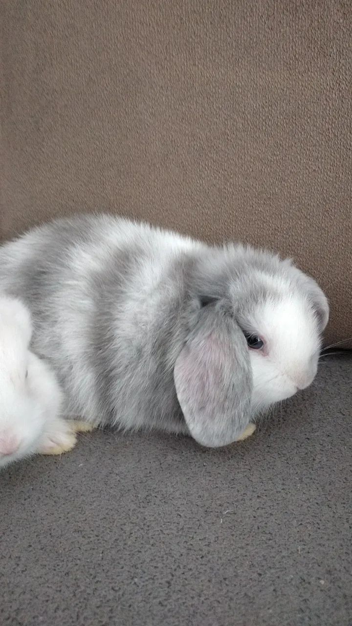 Filhotes de coelhos mini lop uruguaios 