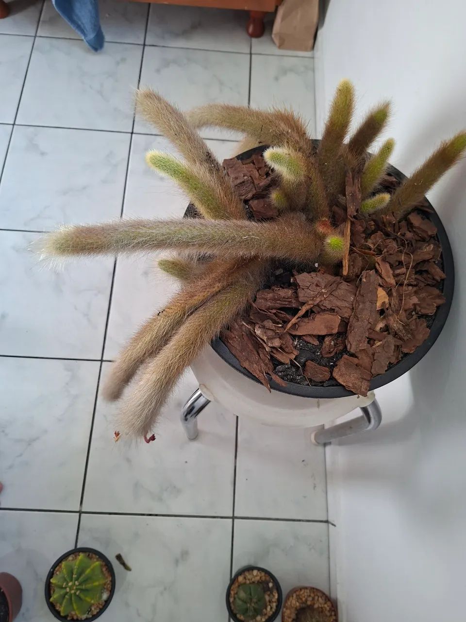 Cactos rabo de macaco - Foto 4