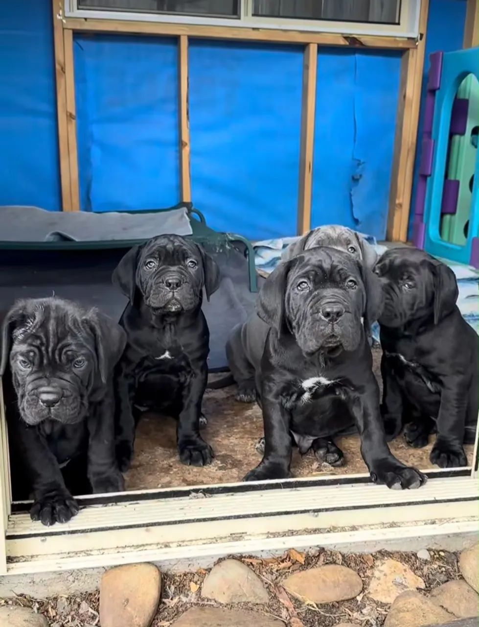 Cane corso - Foto 5