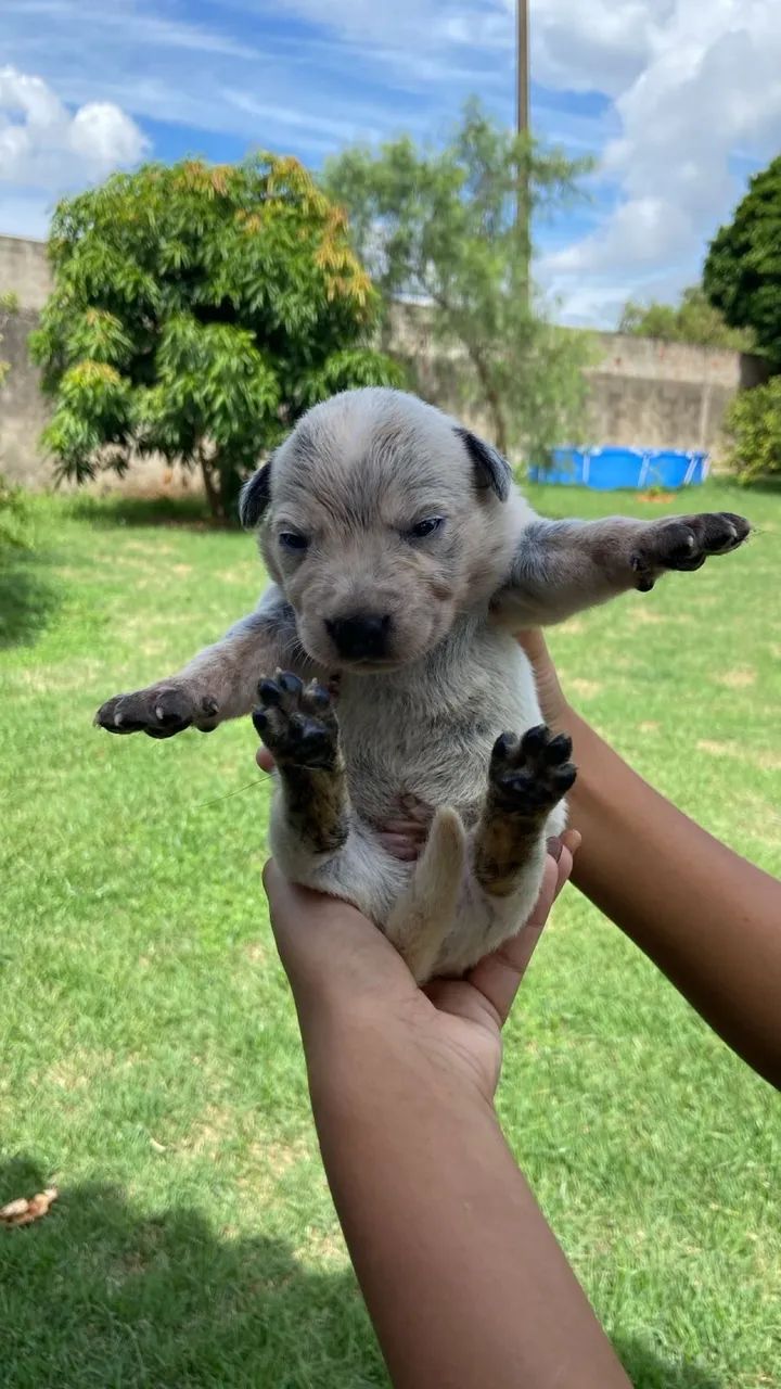 Boiadeiro Australiano/ Blue Heeler  - Foto 2