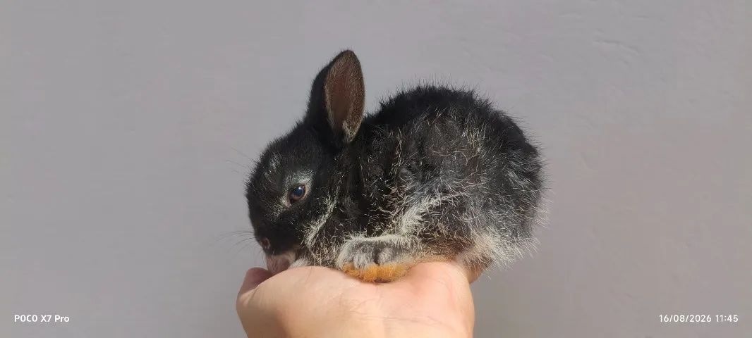 ? COELHINHOS ANÕES À VENDA! ?   - Foto 4