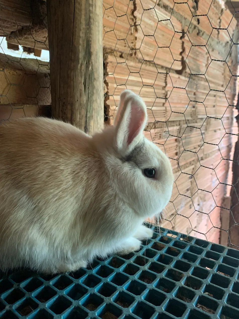 Coelho Anão ( netherland dwarf ) - Foto 2
