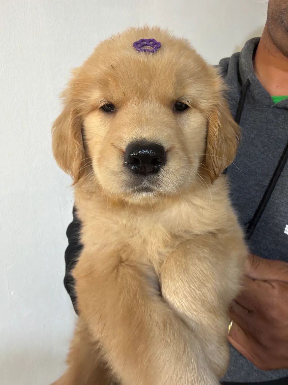 Golden retrivier  - Foto 4