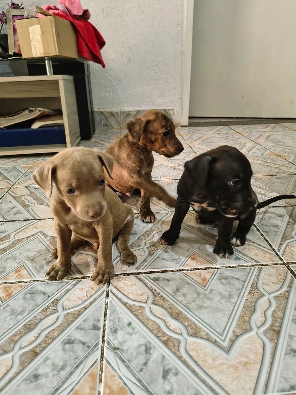 Filhote poodle com Pitbull - últimos - Foto 2