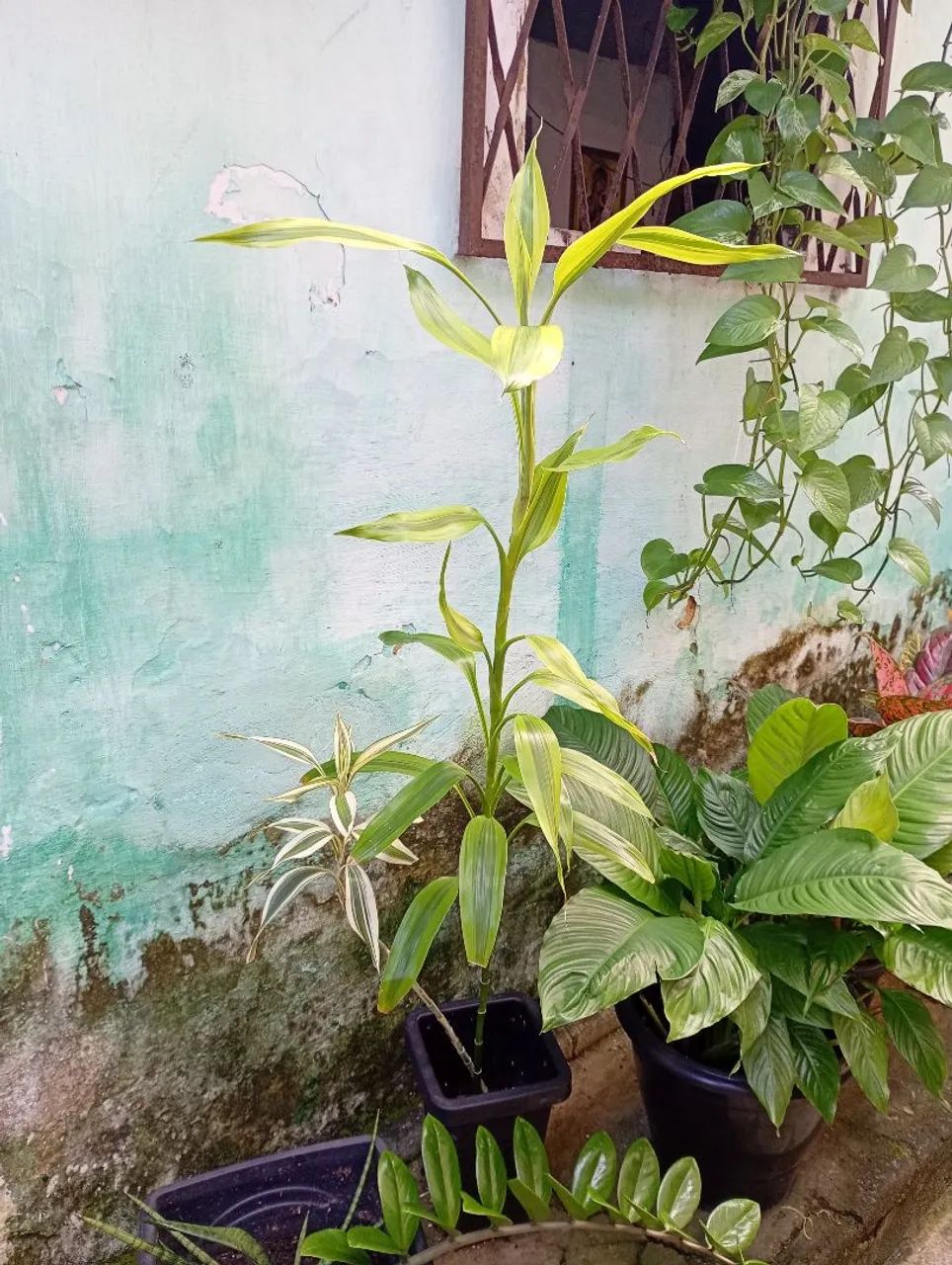 Plantas variadas - Foto 3