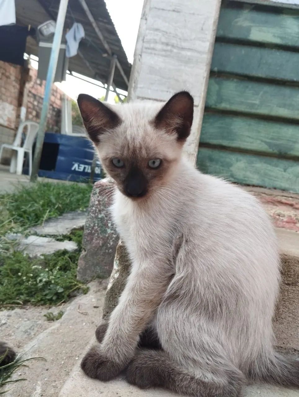 Gatinhos de 3 meses para adoção  - Foto 2
