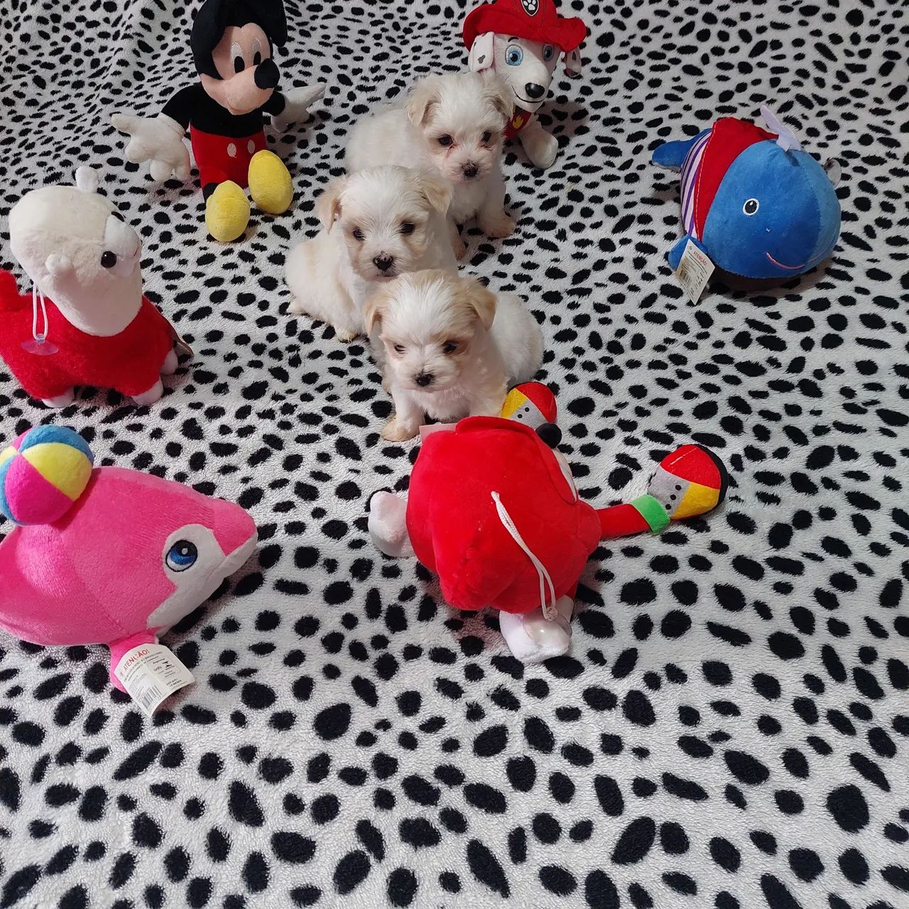 Cachorro  - Foto 4