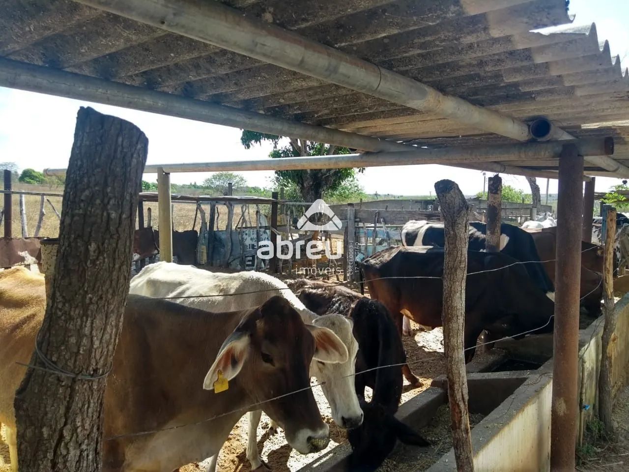 Imóveis Residenciais Sítio em Macaíba - Foto 5