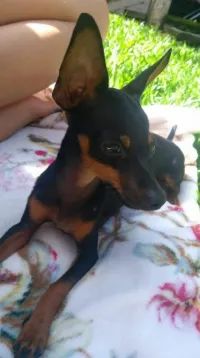 pinscher numero 1 - Foto 2